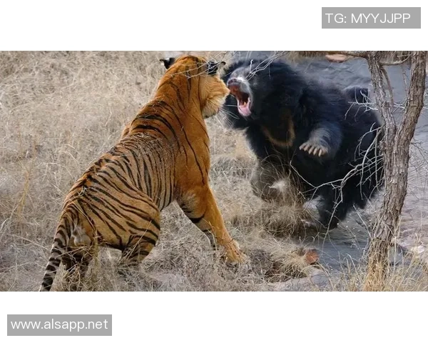 丹麦与比利时激战正酣谁将赢得这场足球盛宴的胜利 丹麦与比利时激战正酣谁将赢得这场足球盛宴的胜利